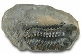 Detailed Reedops Trilobite - Atchana, Morocco #322279-3